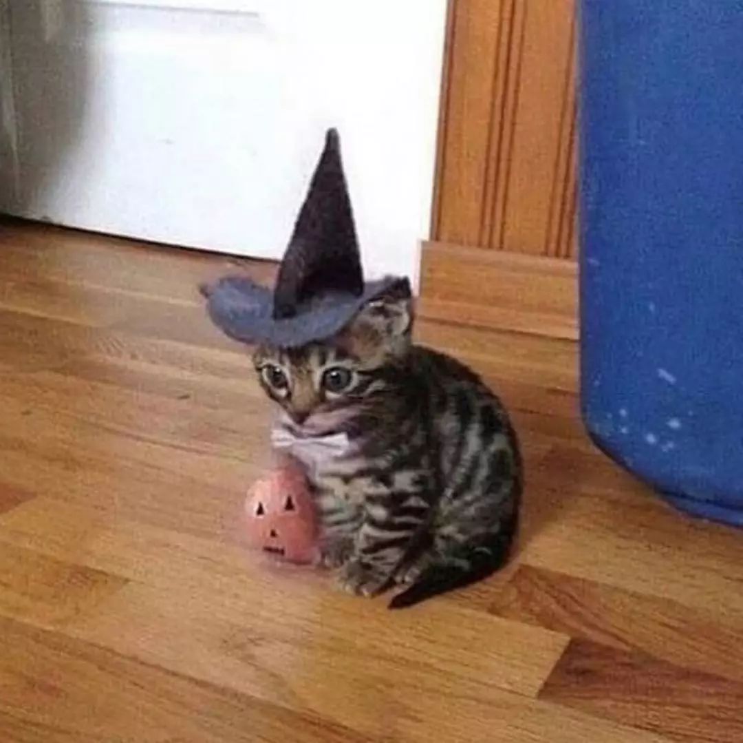 猫是液体的证据找到了吗,猫难道真的是液体吗