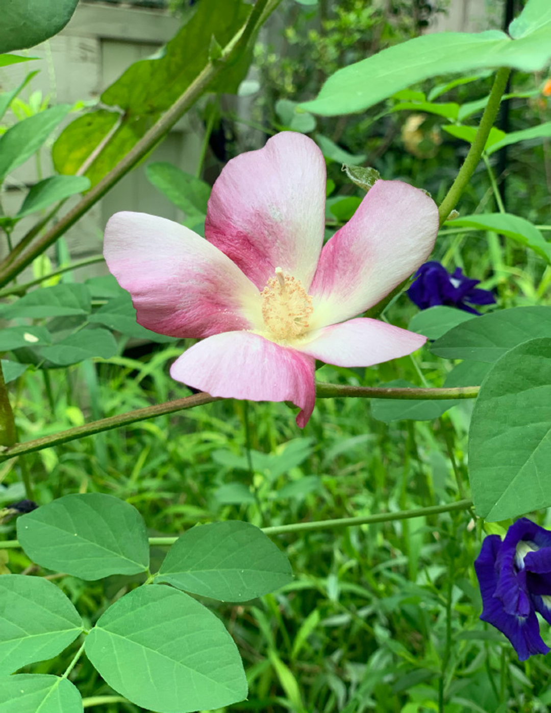 用丝瓜叶子把白T染成最近流行的牛油果绿