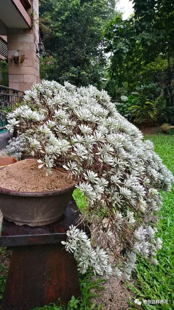 室内养什么花去味,什么花能净化空气除异味