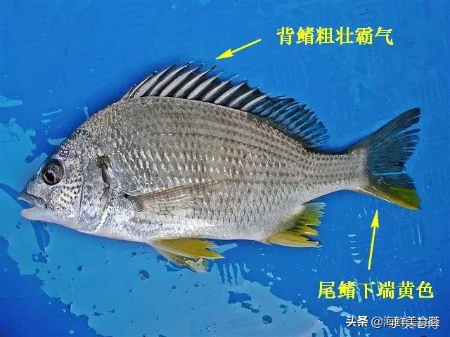 黄翅鱼如何分辨野生和养殖 (怎么看黄翅鱼是不是野生的)