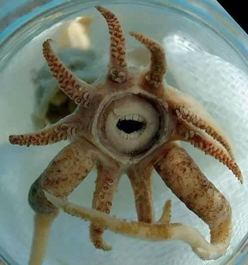 史上最全面的海鲜大咖,史上最全海鲜视频