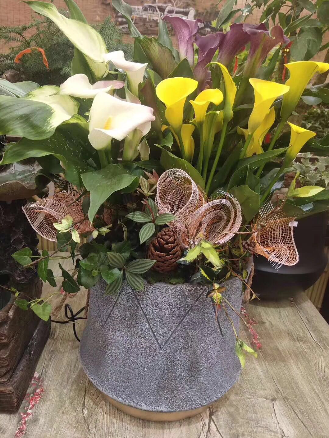 马蹄莲开花技术,让马蹄莲爆盆式开花