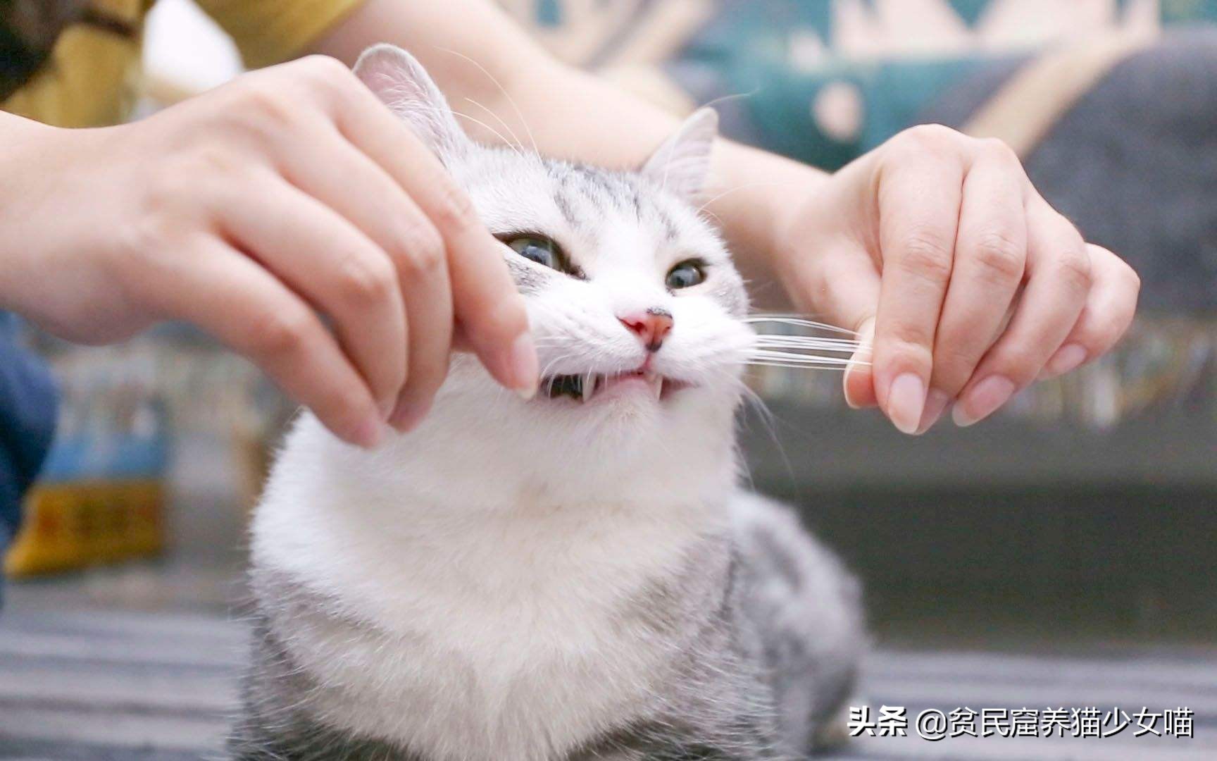 猫为什么会长那么长的胡须,为什么猫长胡须