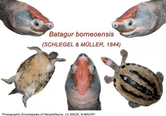 匠志萌宠乐园教学,匠志萌宠