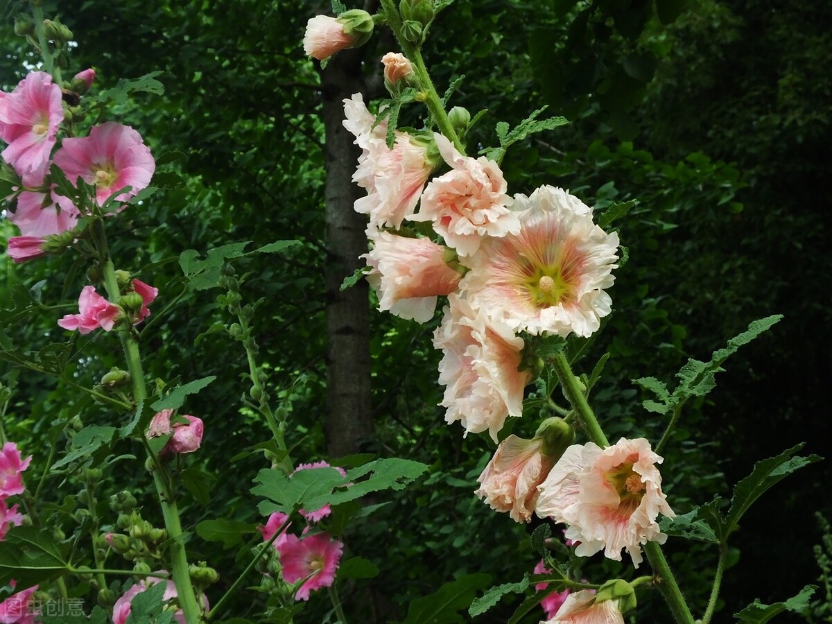 四川一种名花:花叶可食、全株入药,一开就是180天,又美又强大