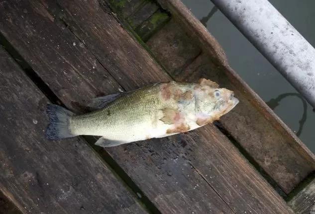 严重水霉怎样处理,水霉早期症状如何治疗