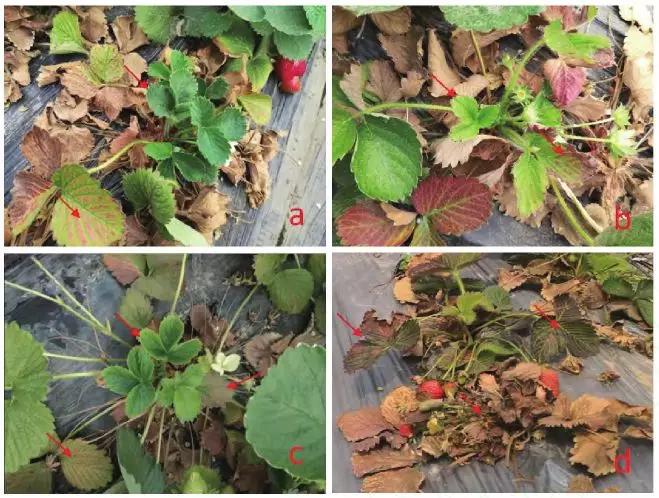 草莓红叶病最佳治疗方法,草莓突然蔫了怎么办