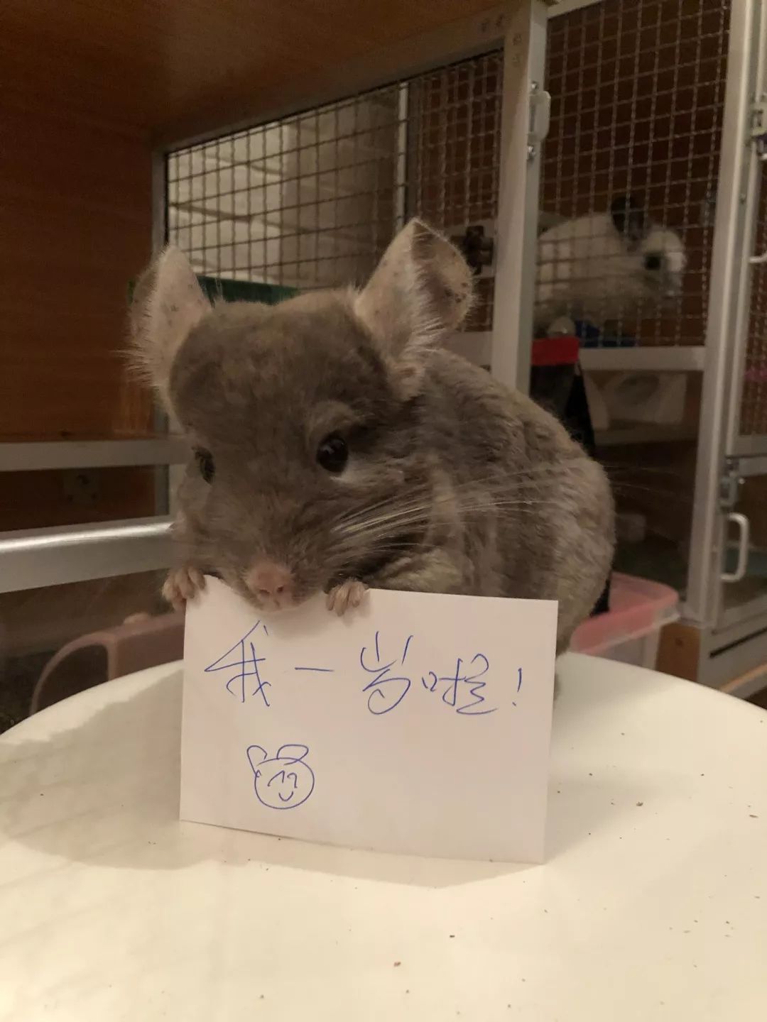 一只鸭子一万五元,一只鸭子一万多