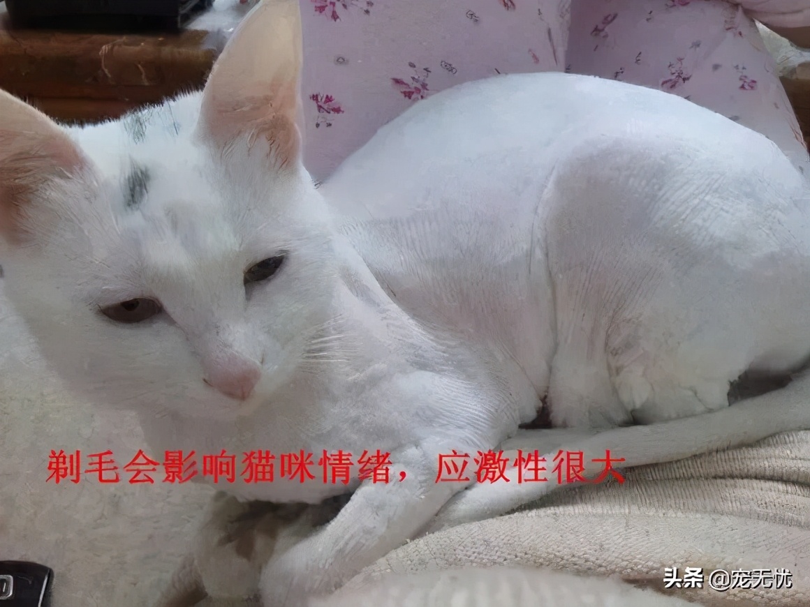猫咪感染癣,猫咪感染猫癣怎么办