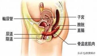 产后腹直肌分离恢复瘦肚子训练,产后腹直肌分离恢复的最佳方法