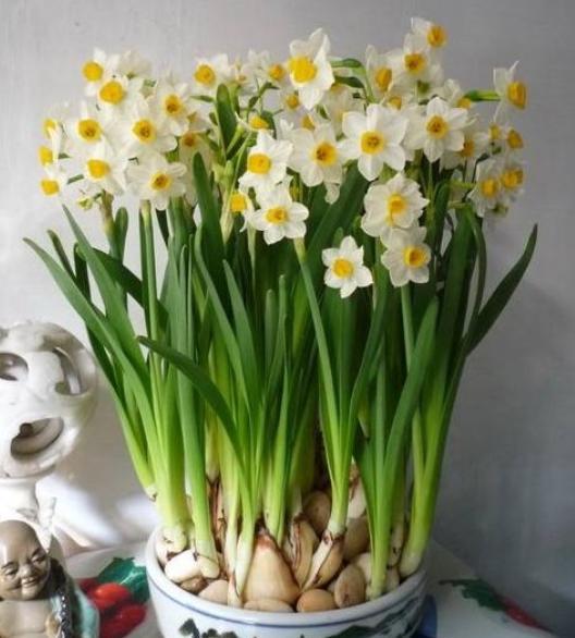 水仙花如何防止倒伏,水仙花长得太高怎么办