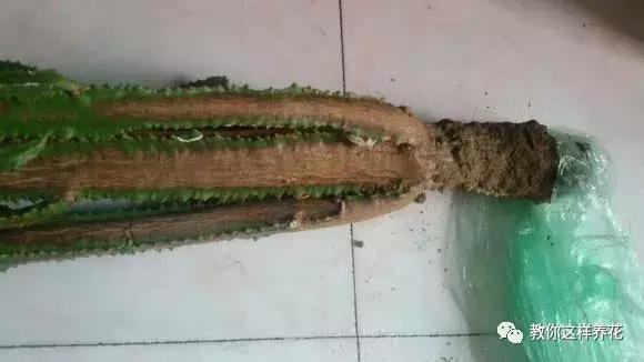 别人扔了的龙骨花捡回来好不好,别人丢掉的发财树能捡回来种吗