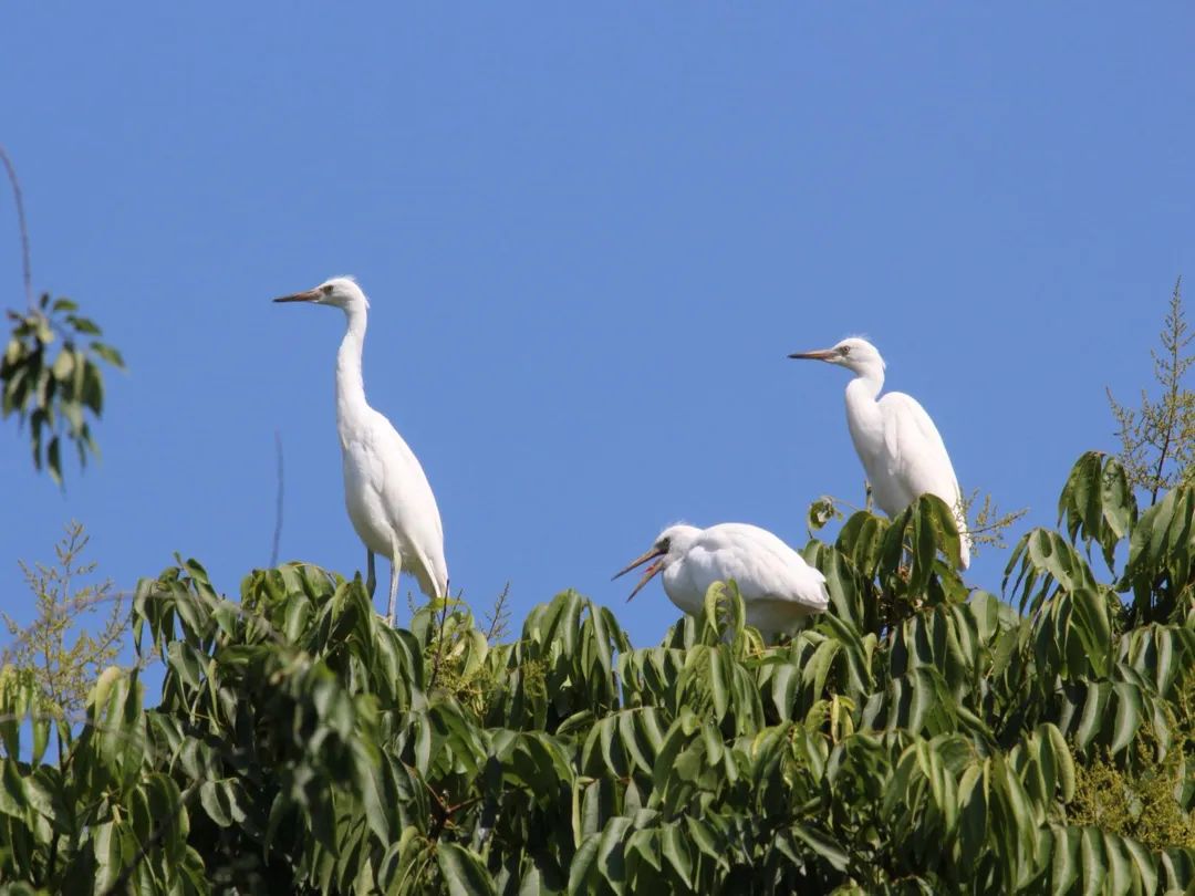 十二年一贯制，升学上牛校！这所老牌民办学校竟有野生鸟类观测园