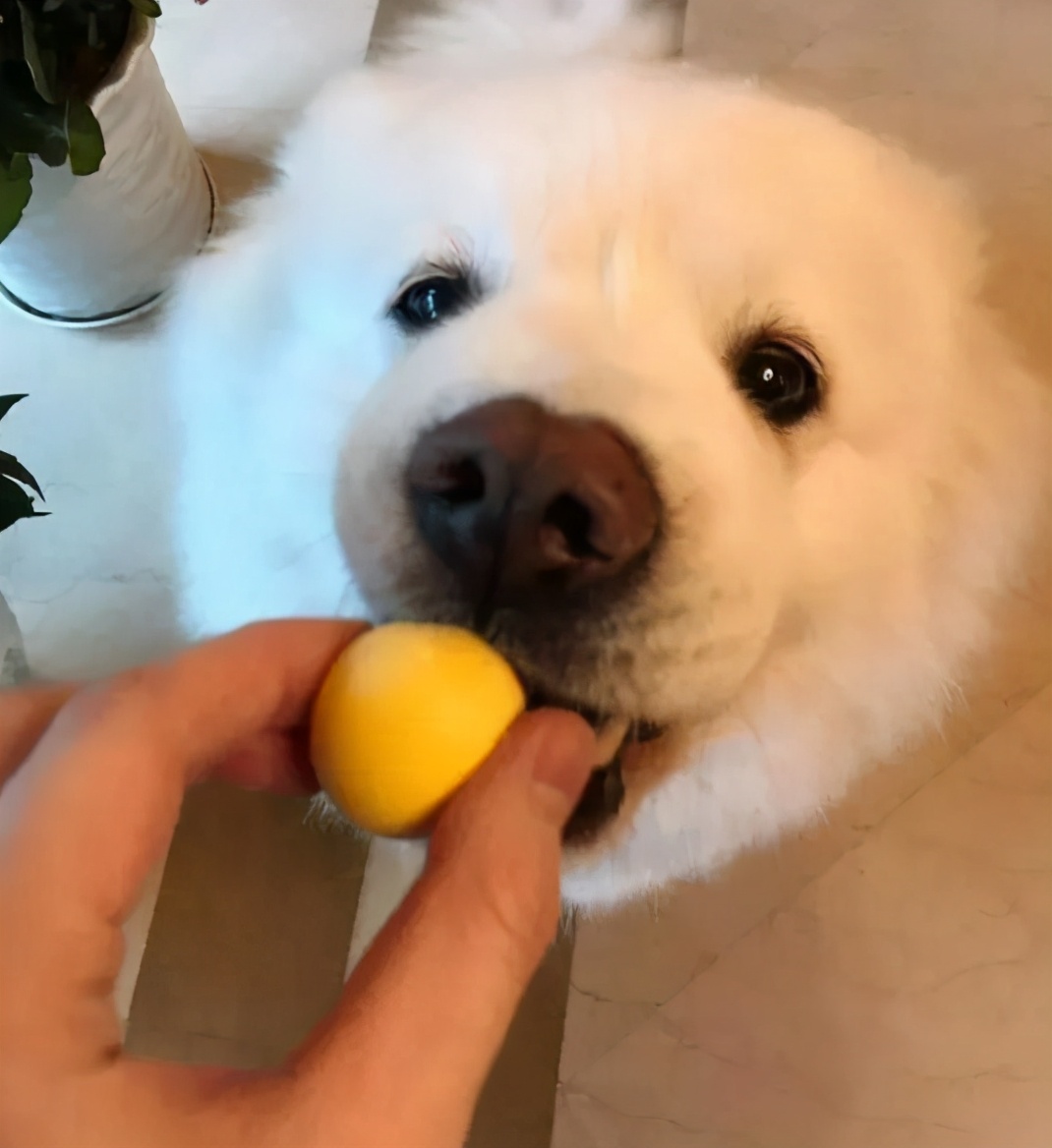 博美犬毛发不好吃什么,博美犬的毛发如何正确的打理