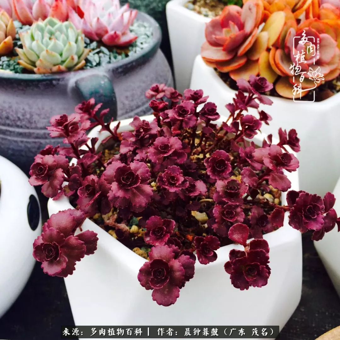 轻轻地告诉你，我的多肉也曾美过，不信你看看