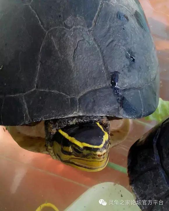 安布闭壳龟繁殖技术,安布闭壳龟要办证吗