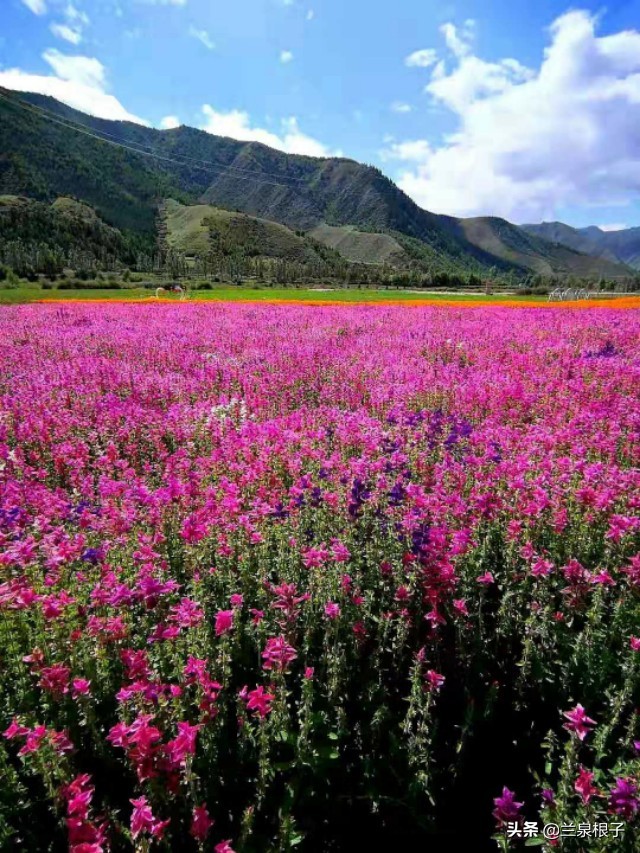 夏河县达尔宗湖景区电话,夏河县达尔宗湖游玩攻略
