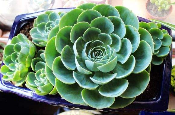 多肉玉蝶怎么爆多头,玉蝶多肉多头老桩状态图