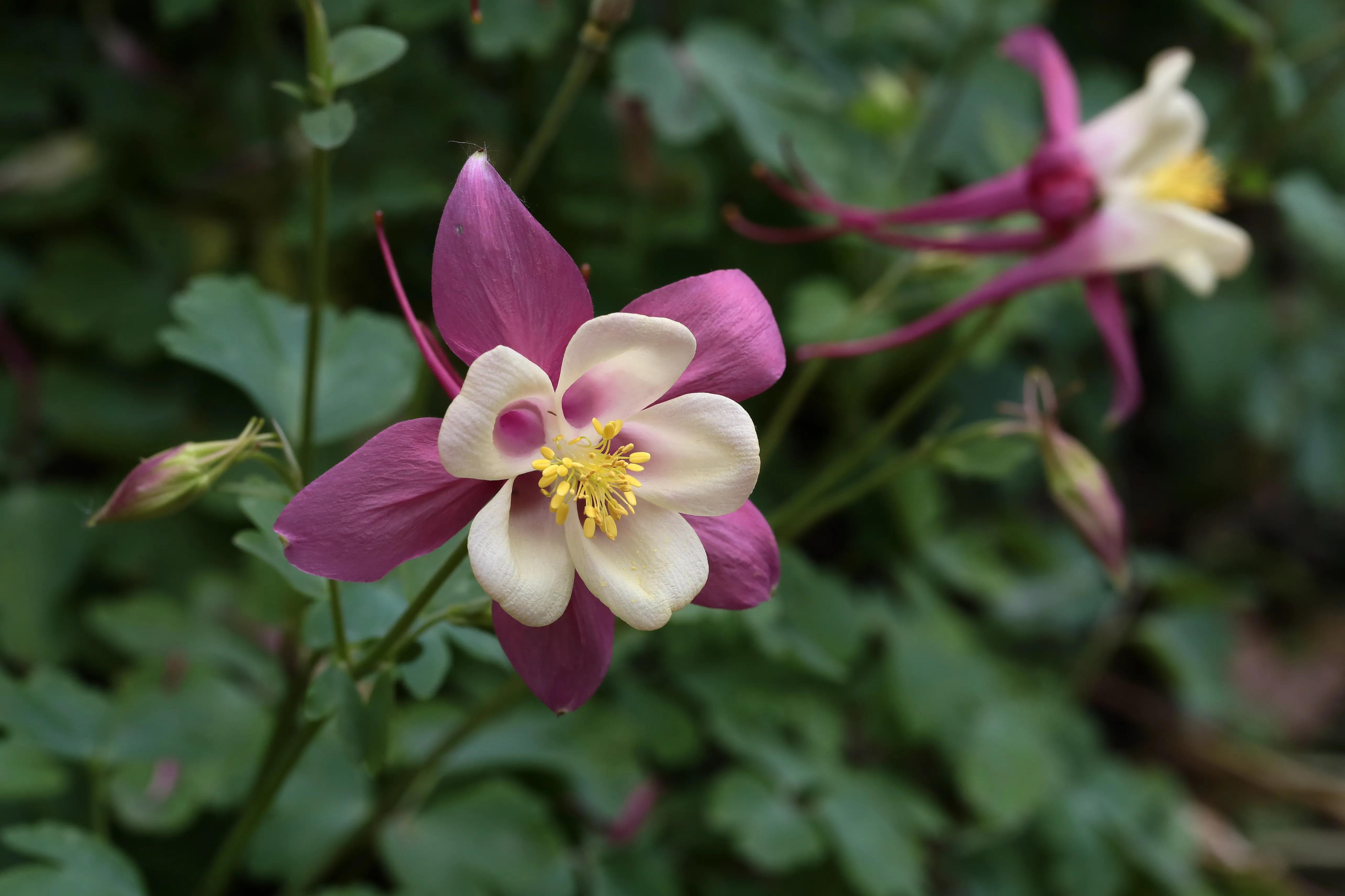 西溪湿地花朝节花草集（2）