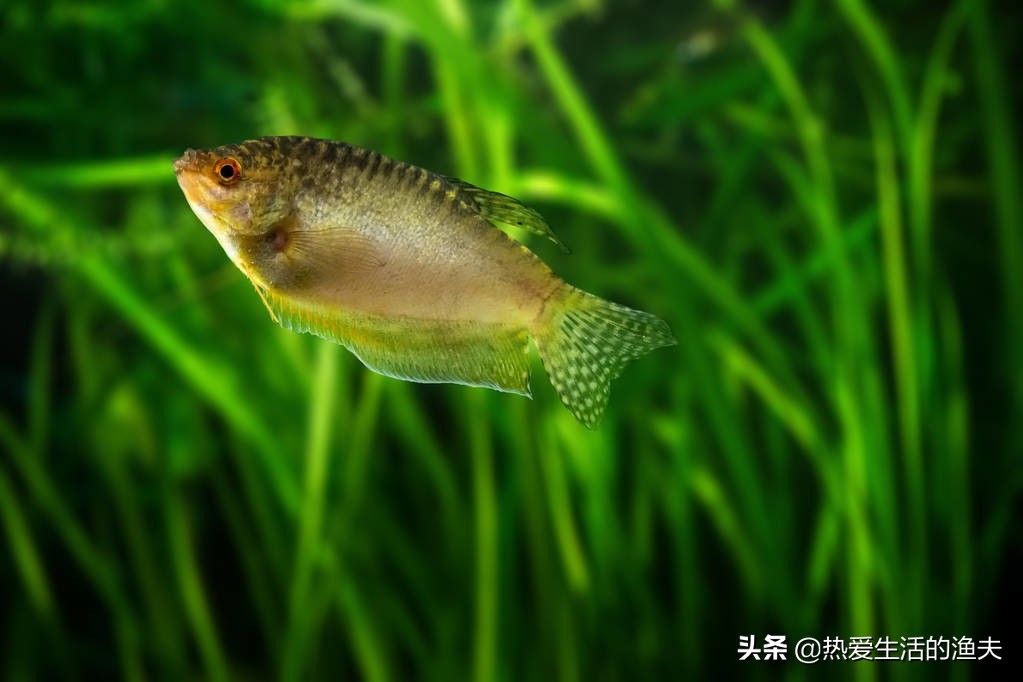 小鱼缸适合养什么鱼冷水,小鱼缸适合养什么鱼冷水不加氧