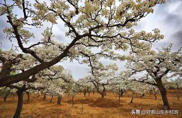 济南春季赏花自驾,济南踏青赏花新模式
