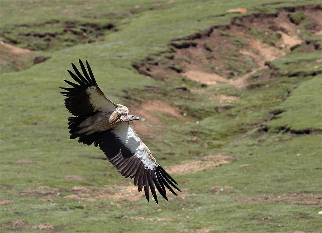 青海泽库公路现高山秃鹫，形象凶狠声誉差，却对伴侣忠贞不二