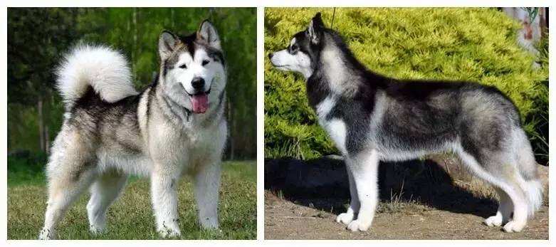 最不像双胞胎的双胞胎狗狗,你能分清这5对相似的狗狗吗