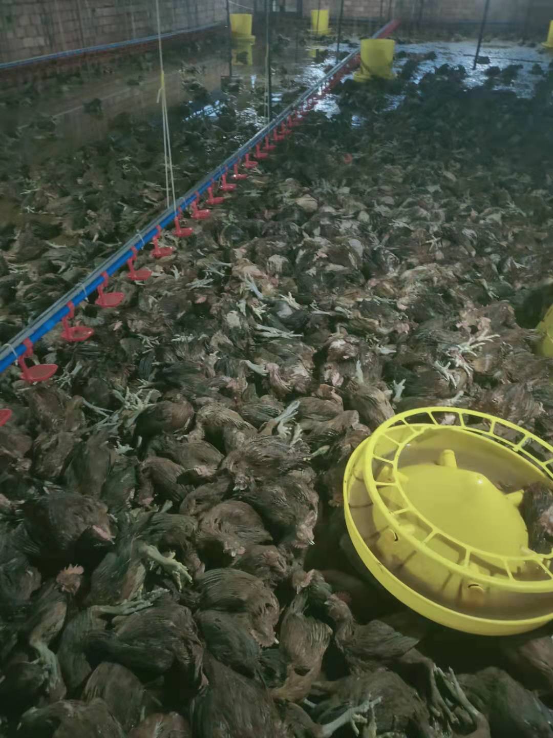 鸡舍被淹的视频,养鸡场积水10厘米