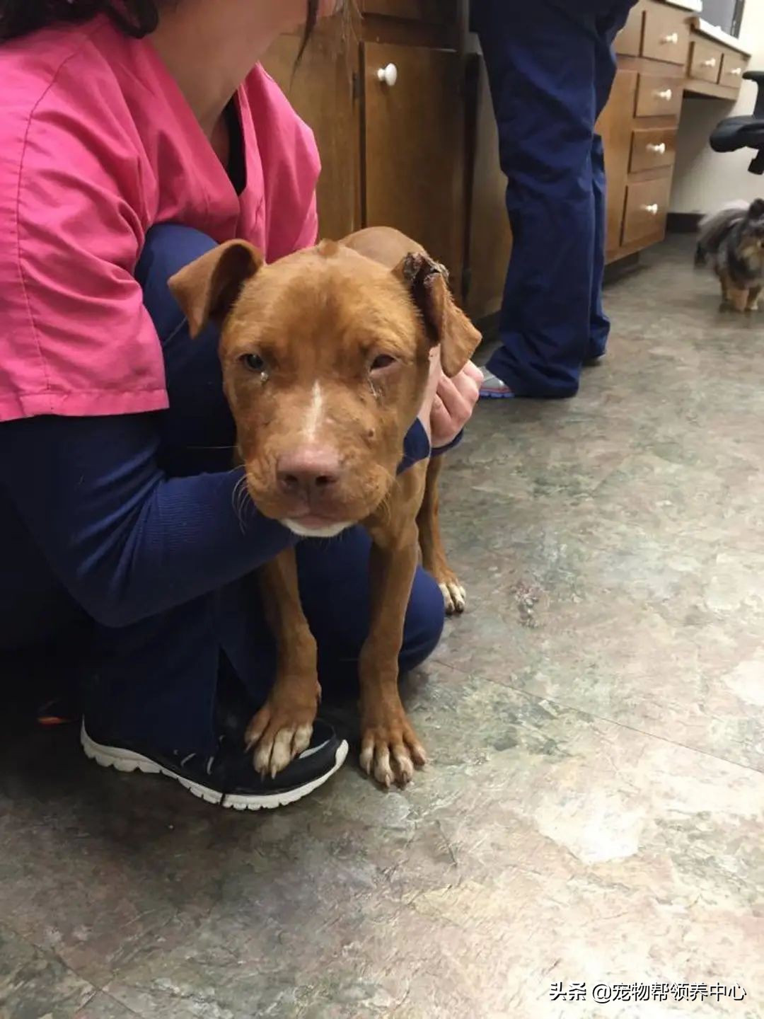 狗狗耳朵肿了会是蜜蜂蛰的吗,狗狗被蜜蜂蛰得肿成了包子头