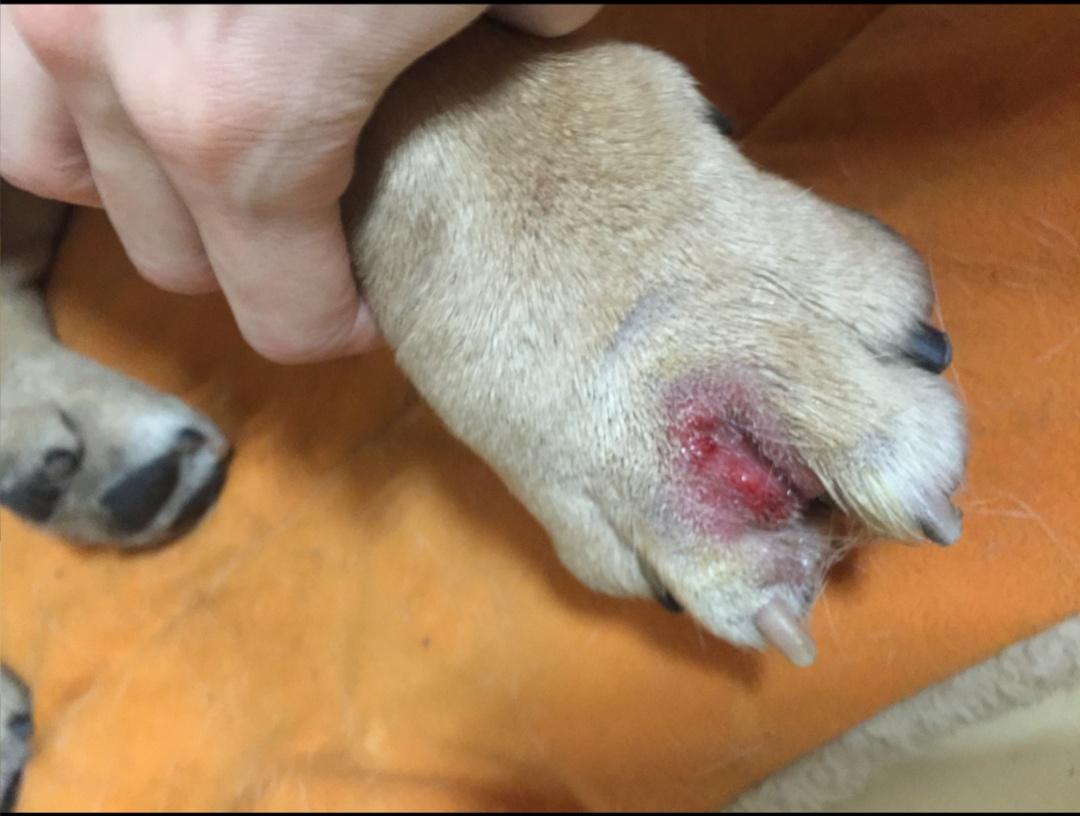 类似于人类脚气的狗狗趾间腺炎，原来是太干净惹的祸