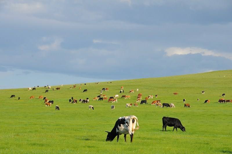正宗内蒙古牛肉99元购买,卖内蒙牛肉利润