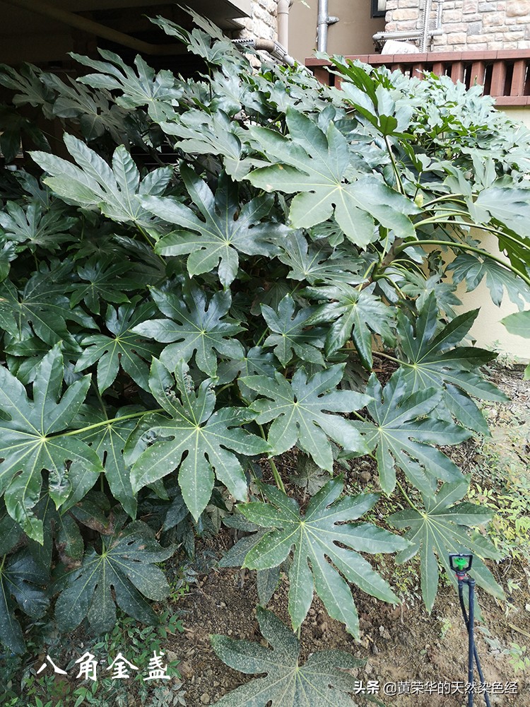 无毒黑色植物染料,可以当染料的植物