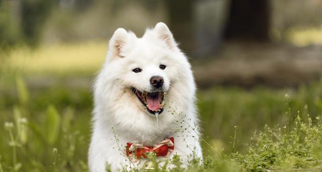 金毛和萨摩耶哪个掉毛严重,萨摩耶掉毛有多厉害