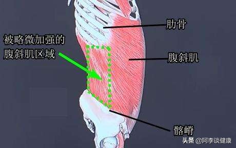 想要腰瘦能练腹横肌吗,你应该做的3项髋关节内收肌训练
