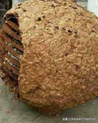 各式蜂巢,各种各样的蜂窝