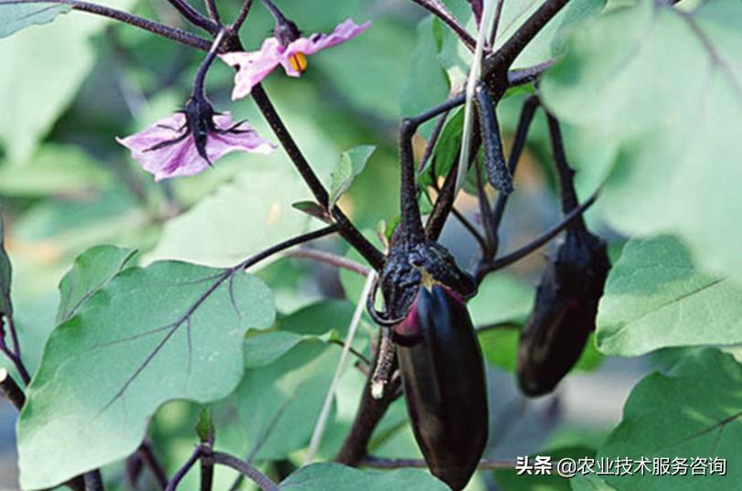 一年四季阳台可以种植的蔬菜,阳台蔬菜品种有哪些
