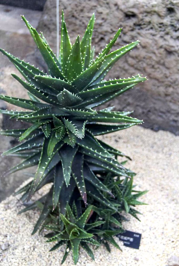 养芦荟还用追肥吗,芦荟怎样养殖才能爆盆