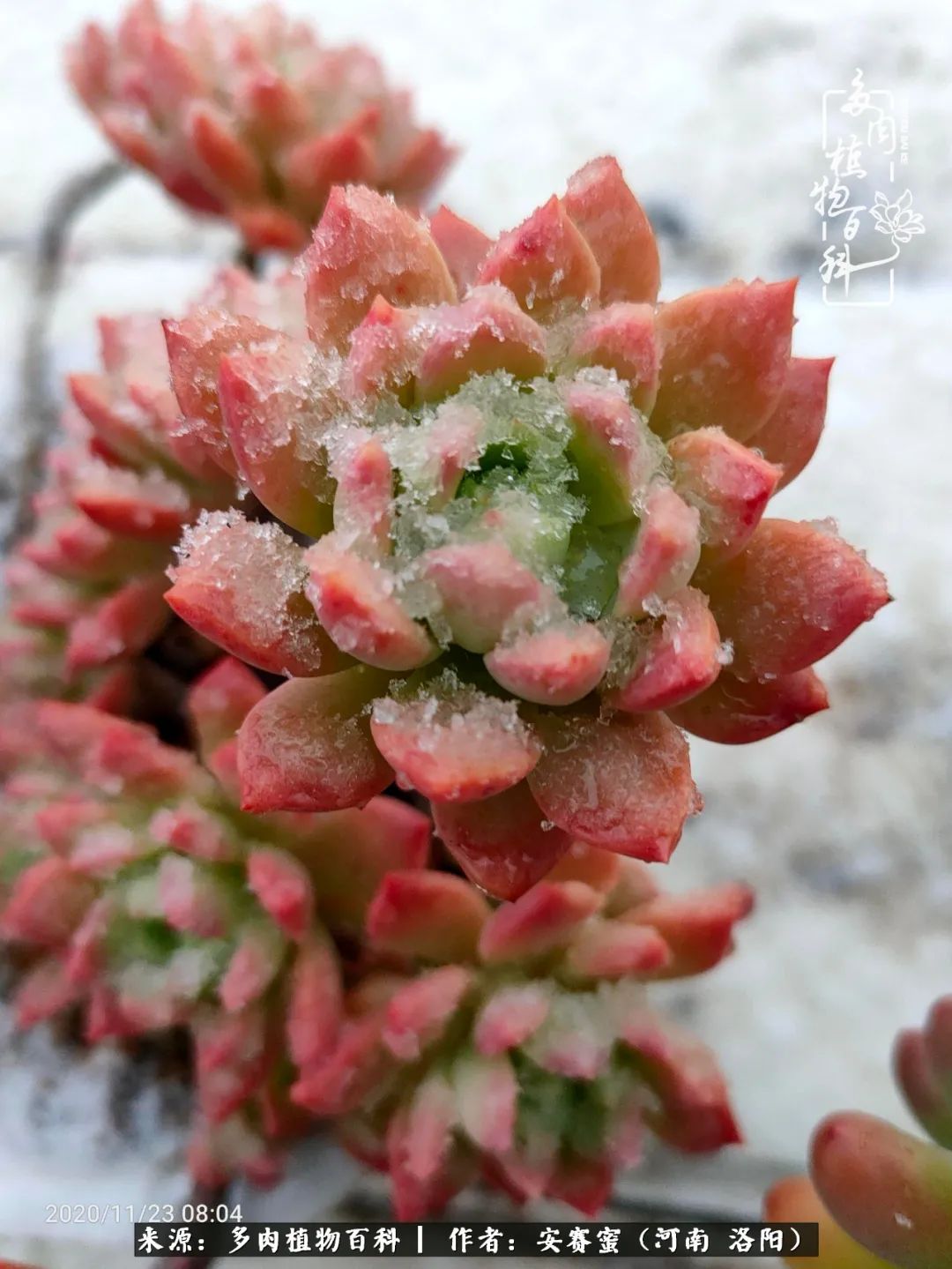 现在是多肉最美的季节,多肉最美的季节来啦