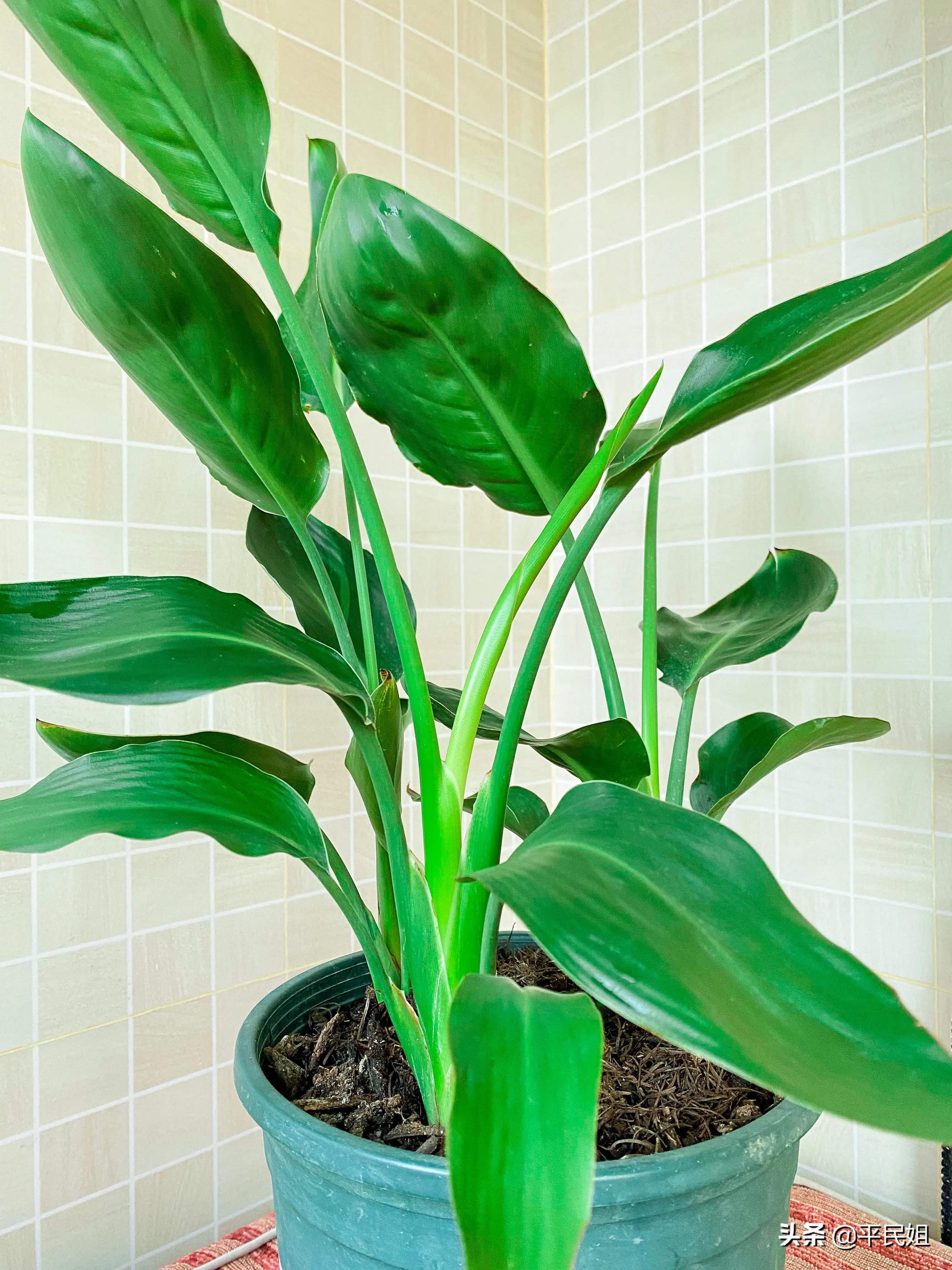 鹤望兰移栽几天才看出是否成活,鹤望兰一棵小苗没有根能养活吗