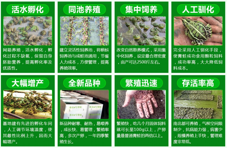 黑斑青蛙养殖技术视频教程,青蛙黑斑蛙高密度养殖技术培训