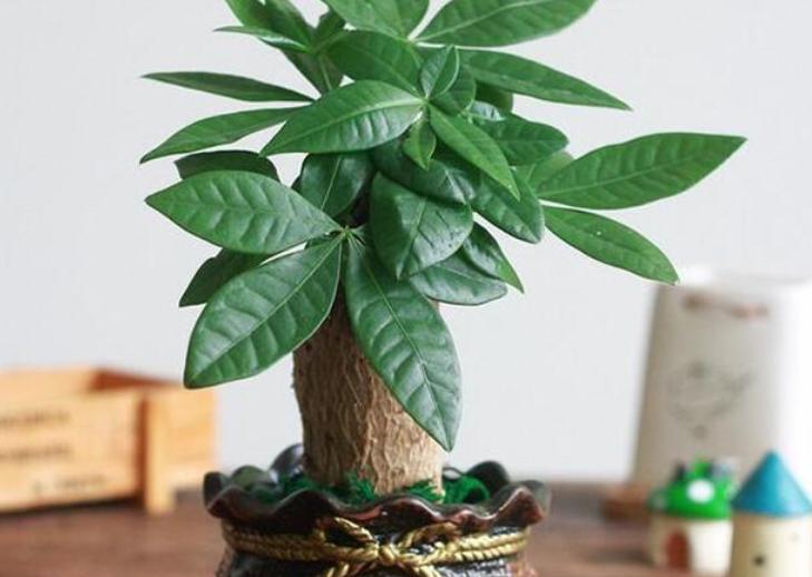 发财树长得慢怎样施肥,发财树叶片旺盛怎么打理