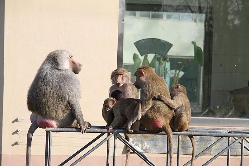 潍坊金宝乐园2022春节营业吗,潍坊金宝乐园65岁免门票吗