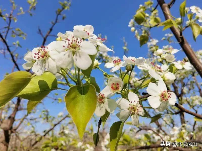 春天房山赏花的地方有哪些,房山赏花攻略