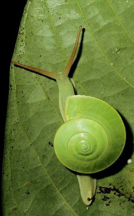 各种各样的蜗牛简单的,各种各样的蜗牛视频