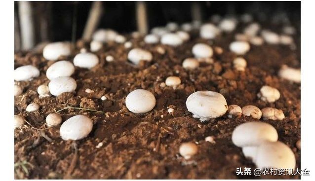 2020年，农民种植的4个新风向，低成本风险低收益高，大家可参考