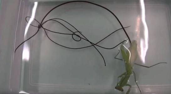 铁线虫寄生人类之后会发生什么,世界上最恐怖的虫子铁线虫