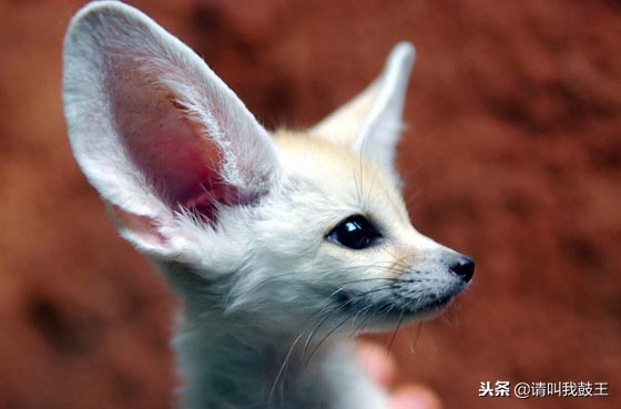 最可爱出名的宠物狐狸,宠物白狐狸有多可爱