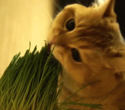 怎么让不吃猫草的猫吃猫草,铲屎官是养小猫吗