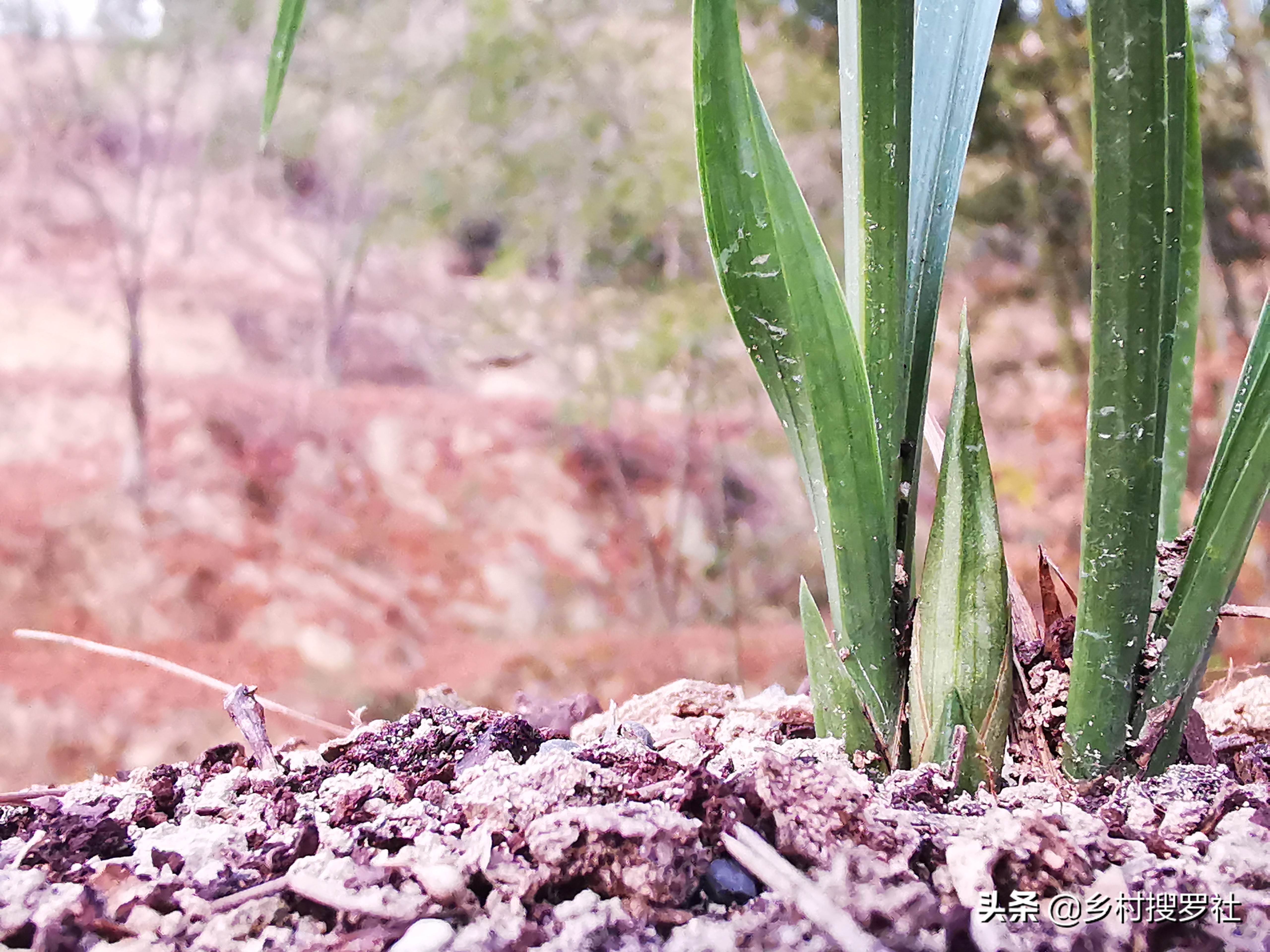 春兰开的都是素花怎么回事,春兰开素花好吗