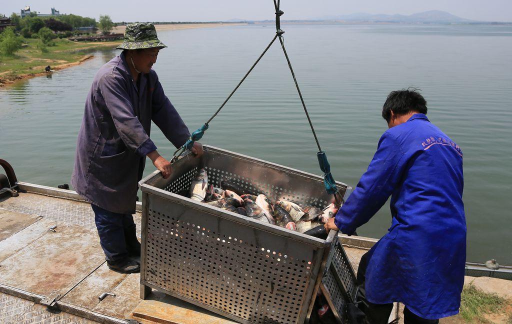 花鲢鱼要怎么养不会死,花鲢鱼怎么养才好吃